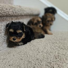 Biewer Terrier, Yorkipoo, and Yorkshire Terrier Puppies from Tiny Paws Luxury Pets