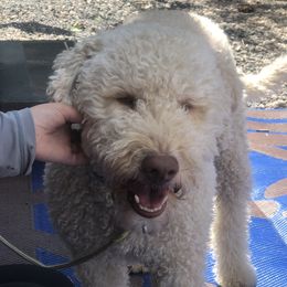 Luisa - Lagotto Romagnolo