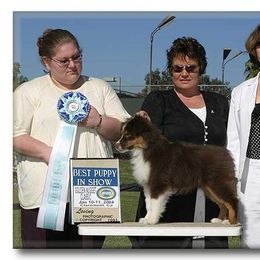 Miniature American Shepherd Puppies from Destiny Aussies
