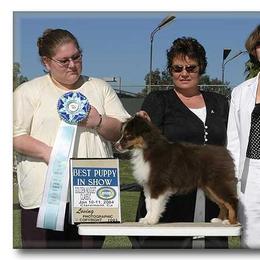 Miniature American Shepherd Puppies from Destiny Aussies