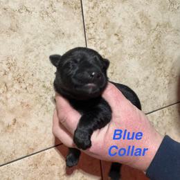 Blue Collar - Sable male German Shepherd puppy in Willington, Connecticut from Wertvoll German Shepherds