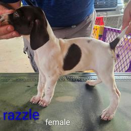 German Shorthaired Pointer Puppies from Wood Farmstead