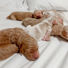 Goldendoodle Puppies from Northern California Doodles & Poodles