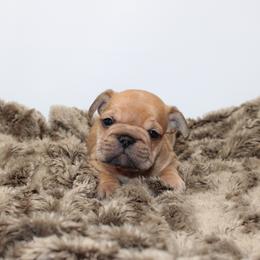 Willie - Blue fawn male French Bulldog puppy in Saucier, Mississippi from Mississippi Sound Frenchies