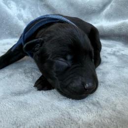 Benny - Black and rust male Doberman Pinscher puppy in Brookfield, Wisconsin from Haus of Hound