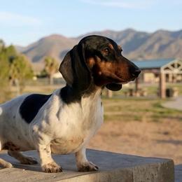 Abigail - Black and tan female Dachshund puppy in Apple Valley, California from Socaldoxies