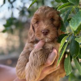 Briar Rose - Apricot female Australian Labradoodle puppy in Riverside, California from Sycamore Canyon Labradoodle