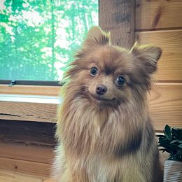 Ruby - Pomeranian