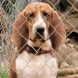 Copper - Basset Hound