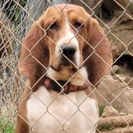 Copper - Basset Hound