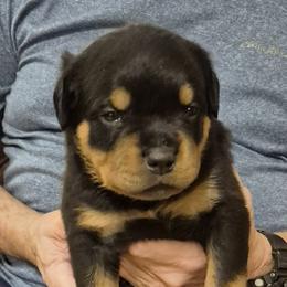 Drew- Orange collar boy 4 - Black and mahogany male Rottweiler puppy in Carnesville,, Georgia from Von Knopf Rottweilers