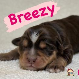 Breezy (Female 1) - Red tri-color female Aussiedoodle puppy in South Central, Pennsylvania from Windy Hills Mini Aussies & Doodles