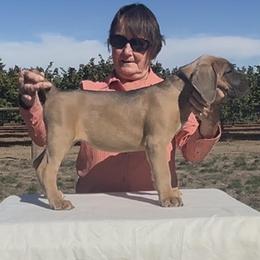 Stella - Fawn female Cane Corso puppy in Dayton, Oregon from BlackStar Cane Corso