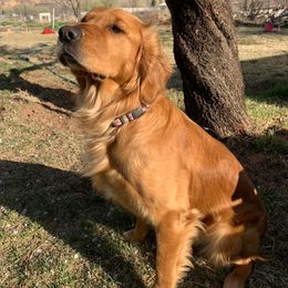 Golden Retrievers from J-R Farms Goldens