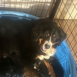 Male puppy - male Golden Mountain Dog puppy in Fowlerville, Michigan from Spraggins Sweet Acres
