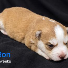 Ron - Red and white male Pomsky puppy in Winston, Oregon from Arctic Tails Spitz