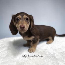 Maximus - Chocolate and cream male Dachshund puppy in Oklahoma City, Oklahoma from OkieDoxieland Dachshunds