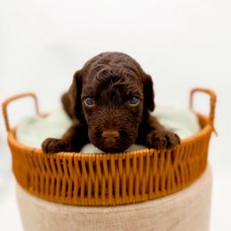 Catawba - Chocolate female Goldendoodle puppy in North Carolina from Tuxedo Mountain Doodles