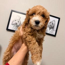 Bashful - Red  female Goldendoodle puppy in Bradenton, Florida from Christianna’s Mini Goldendoodles