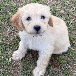 Ladybug - Cream female Goldendoodle puppy in Ambrose, Georgia from Brandilyn's Aussies