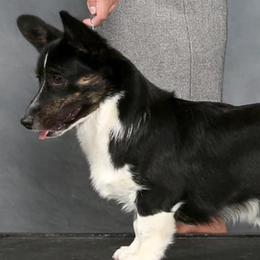 Wicket - Cardigan Welsh Corgi