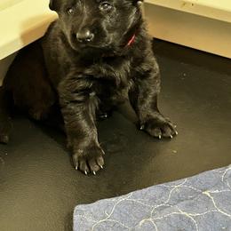 Pink Female - Black female German Shepherd puppy in Puyallup, Washington from Majestic Royal German Shepherd’s