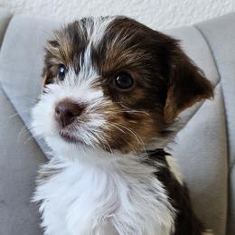 Spartacus - Chocolate, tan and white male Yorkshire Terrier puppy in San Leandro, California from For the Love of Yorkies