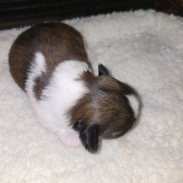 Female 4 - Gold and white female Shih Tzu puppy in Hampstead, Maryland from Shawny's Shih Tzus
