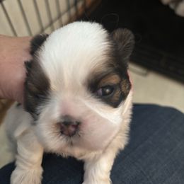 Boy 1 - Gold and white male Shih Tzu puppy in Manlius, New York from Dorothy Agrippino's Shih Tzus