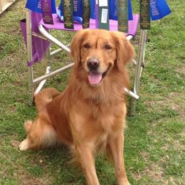 Golden Retrievers from SyNRG's