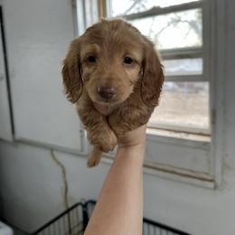 Boy 1 - Cream male Dachshund puppy in Las Animas, Colorado from J&D Dachsies