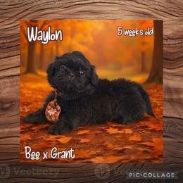 Waylon - Liver male Shih Tzu puppy in Beatrice, Nebraska from I Shih Tzu Not Puppies