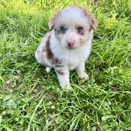 Riot - Red merle male Miniature Australian Shepherd puppy in Gatesville, Texas from Southern Promise Aussie’s