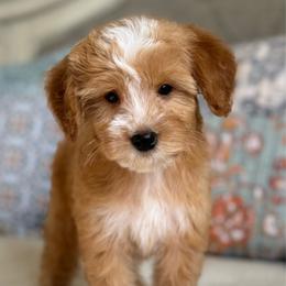 Nugget- red - Red  male Goldendoodle puppy in Beckley, West Virginia from By Design Doodles