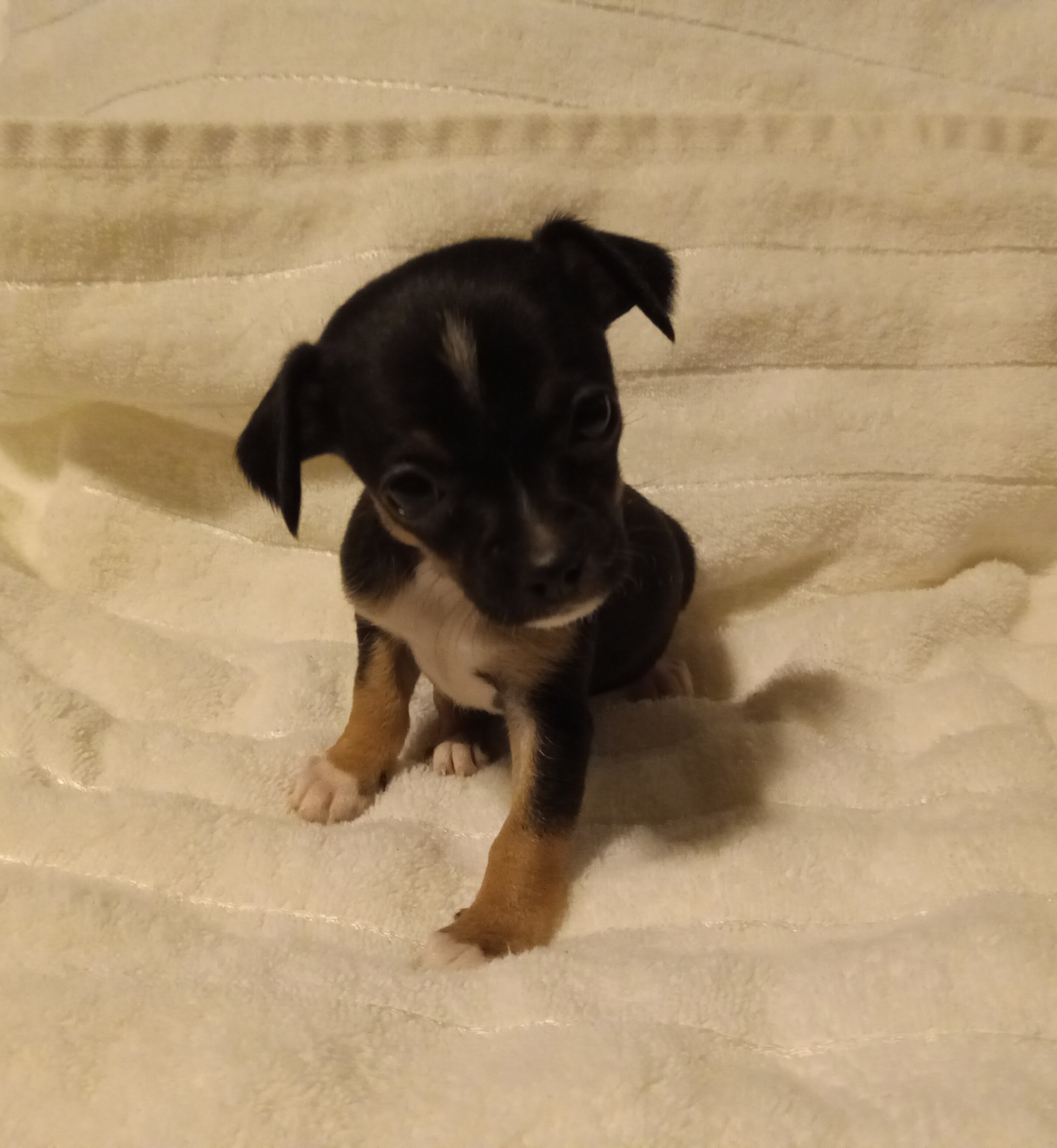 Winnie - Girl 2 - Black and white Chihuahua puppy in Benton, Arkansas from Furever Friends