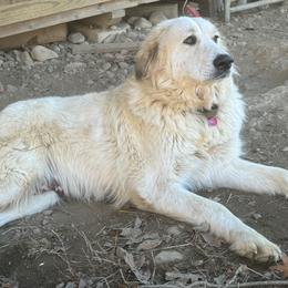 Luna - Great Pyrenees