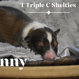 Kenny - Sable and white male Shetland Sheepdog puppy in Gladbrook, Iowa from T Triple C Shelties