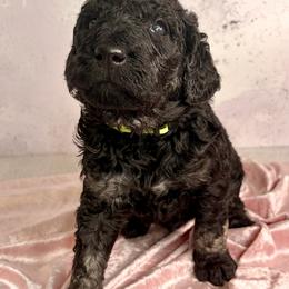 Benedict Bridgerton - Phantom male Goldendoodle puppy in Stoughton, Wisconsin from Mandi's Doodles