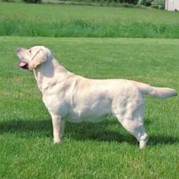 Cleo - Yellow female Labrador Retriever puppy in Pasco, Washington from ROCK CREEK LABRADORS Pasco, WA