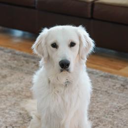 Forrest - Light golden male Golden Retriever puppy in Bedford, Indiana from Indiana Goldens