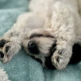 Australian Labradoodle Puppies from Cascade Canyon Labradoodles