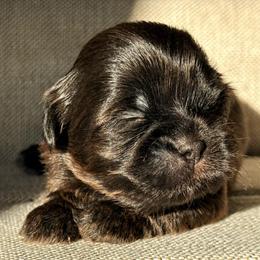 Pumpkin - Chocolate female Shih Tzu puppy in Groveland, Florida from Jenny's Shih Tzus