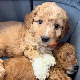 Sunny, Orange Collar - Parti male Goldendoodle puppy in Valley Center, Kansas from The Goldendoodle Gal