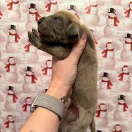 Bean - Merle male Great Dane puppy in Jerusalem, Arkansas from Mara Danes