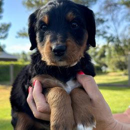 Zion - Tri-color female Bernedoodle puppy in Draper, Utah from Salt City Farm
