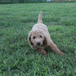 Milly - Red  female Goldendoodle puppy in Charleston, Arkansas from Lazy S Aussies