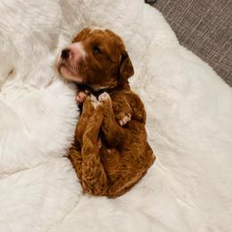 Black Collar - Red  female Goldendoodle puppy in Miami, Florida from GoldStar Doodles USA
