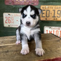 Alfie - Black and white female Siberian Husky puppy in Burnsville, North Carolina from Peterson Puppies