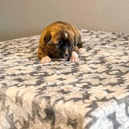 Purple collar - Brindle female Anatolian Shepherd Dog puppy in Spokane, Washington from 4D Cattle Dogs