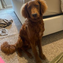 George S Pawton - Goldendoodle